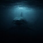 Horror Scenario: American Triathlete Killed by Shark During Training, Remains Found 40 Kilometers Away