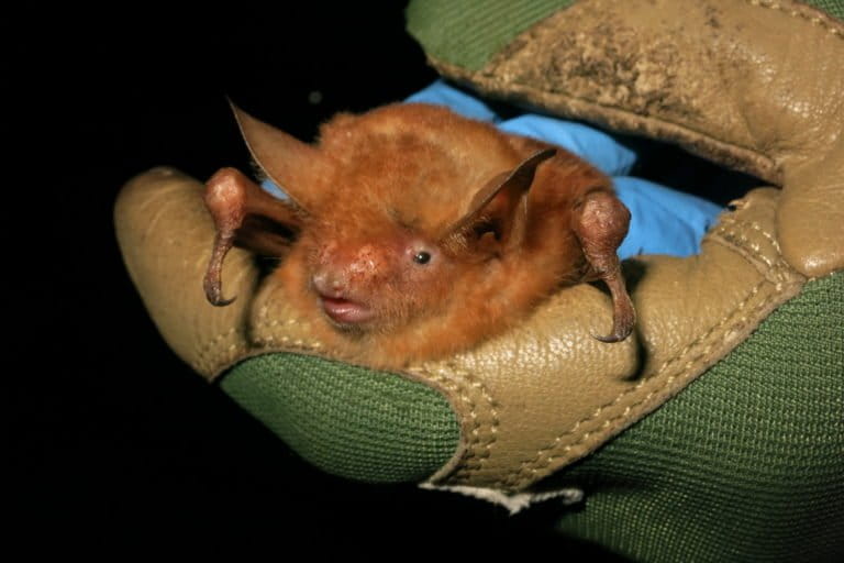 Rare bats at risk as iron ore mine advances in Guinea’s Nimba Mountains