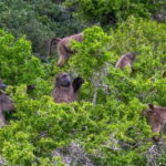 Cape Town’s new plan for baboons: Fence, capture and possibly euthanize