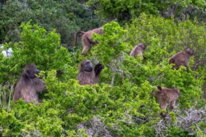 Cape Town’s new plan for baboons: Fence, capture and possibly euthanize