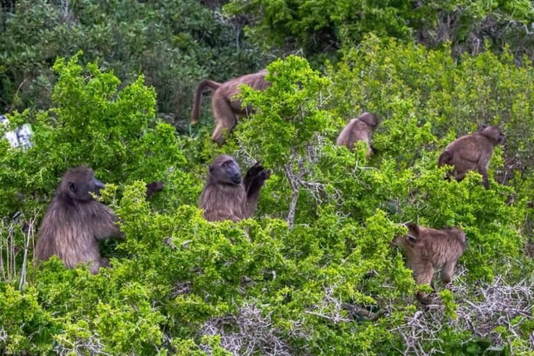 Cape Town’s new plan for baboons: Fence, capture and possibly euthanize