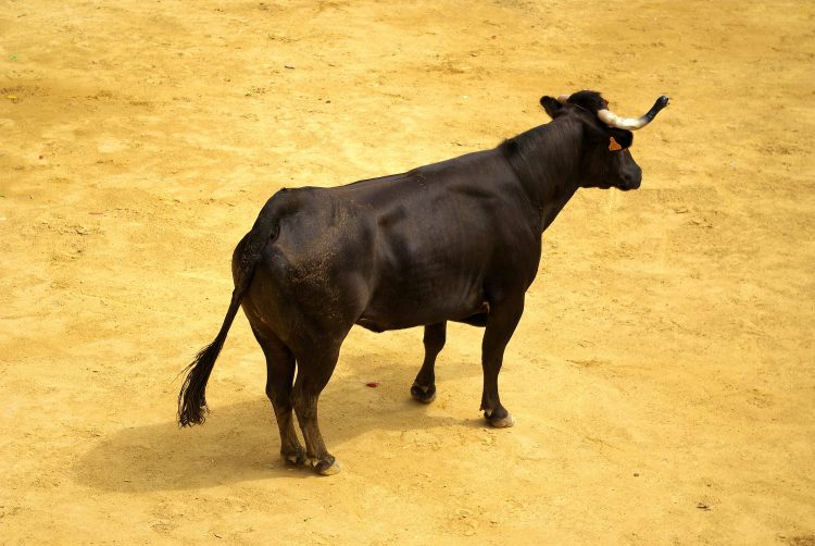 XRP Holders Labeled ‘Uneducated Perma Bulls’ By Veteran Trader – Details