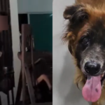 Dog removed from Seletar West Farmway dies 1 week after trapping operation, Singapore News