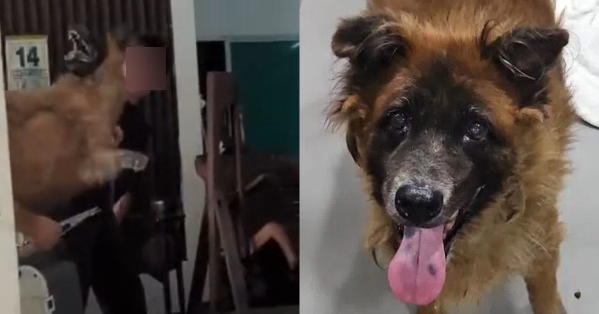 Dog removed from Seletar West Farmway dies 1 week after trapping operation, Singapore News