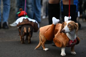 Frankly festive: Hyde Park’s sausage pawrade serves up Santa hats and sparkly bobbles