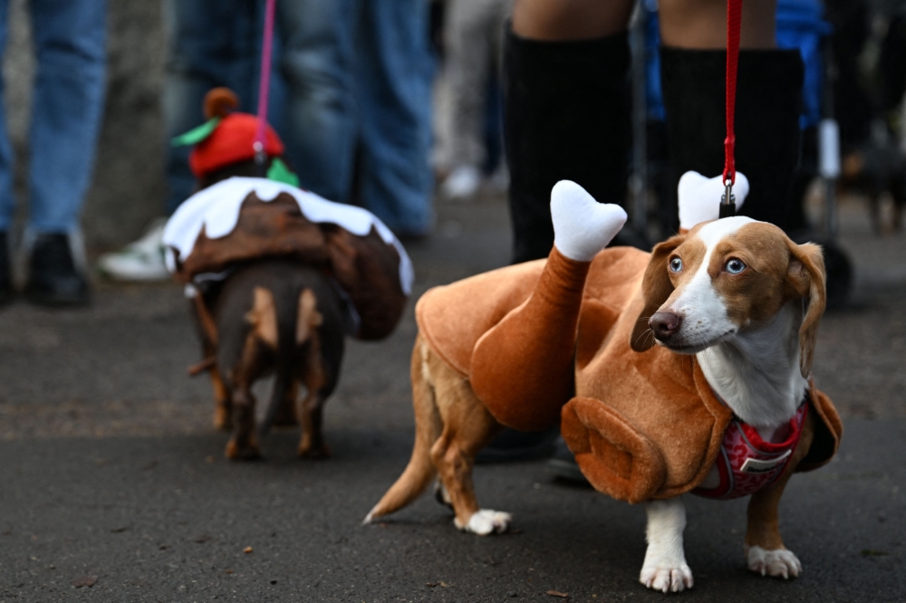 Frankly festive: Hyde Park’s sausage pawrade serves up Santa hats and sparkly bobbles