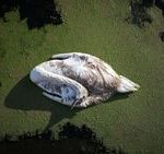 King’s swans at risk as avian flu sparks mass deaths across UK