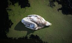 King’s swans at risk as avian flu sparks mass deaths across UK