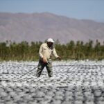 ‘Green gold’ fever: Argentina ramps up pistachio push amid Dubai chocolate craze