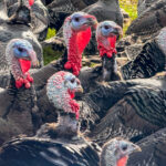 Turkey prices hold steady for Thanksgiving, despite bird flu