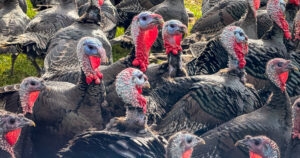 Turkey prices hold steady for Thanksgiving, despite bird flu