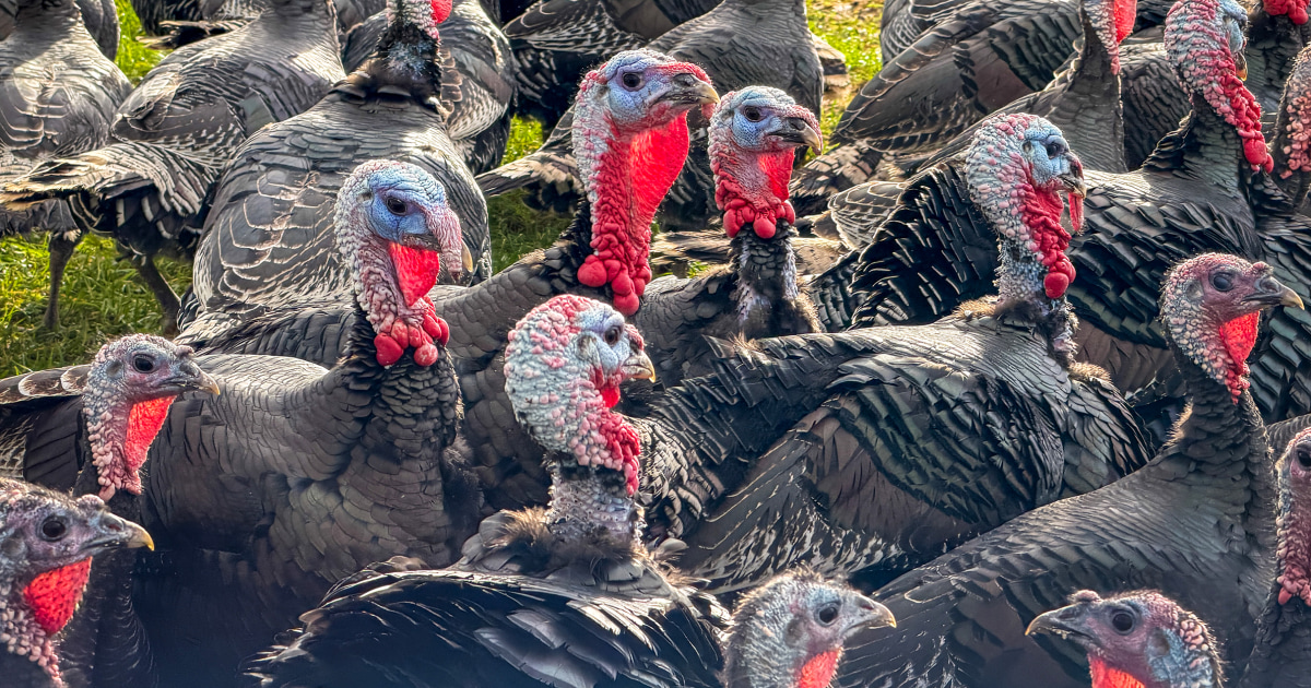 Turkey prices hold steady for Thanksgiving, despite bird flu