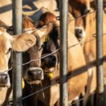 Emerging virtual fencing tech could help save cattle trapped in bushfires