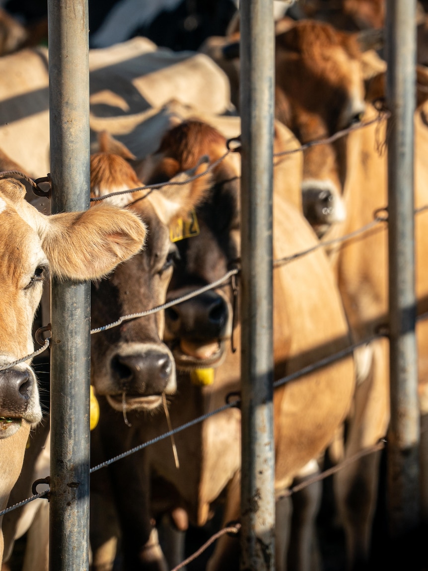 Emerging virtual fencing tech could help save cattle trapped in bushfires