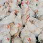 Bird flu viruses are resistant to fever, making them a major threat to humans