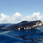 Bitcoin whale opens $56.7M Bitcoin long after 18 months on the sidelines
