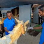 At Gaza’s only animal shelter, workers share what food they have with hungry dogs and cats