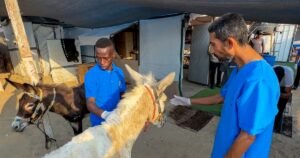 At Gaza’s only animal shelter, workers share what food they have with hungry dogs and cats