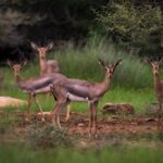 Farasan Islands Named Saudi Arabia’s 1st Ramsar-Registered Marine Reserve