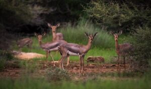 Farasan Islands Named Saudi Arabia’s 1st Ramsar-Registered Marine Reserve