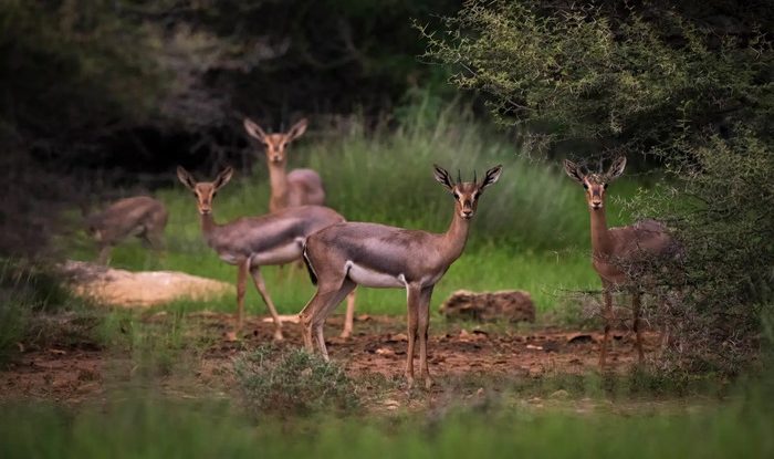 Farasan Islands Named Saudi Arabia’s 1st Ramsar-Registered Marine Reserve