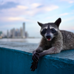 Raccoons Are Changing, COP30 in Brazil and New Fluoride Research