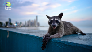 Raccoons Are Changing, COP30 in Brazil and New Fluoride Research