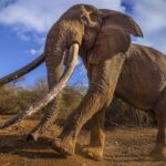 Iconic Amboseli super tusker elephant dies