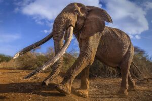 Iconic Amboseli super tusker elephant dies