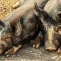 Spain probes five labs in hunt for source of swine fever
