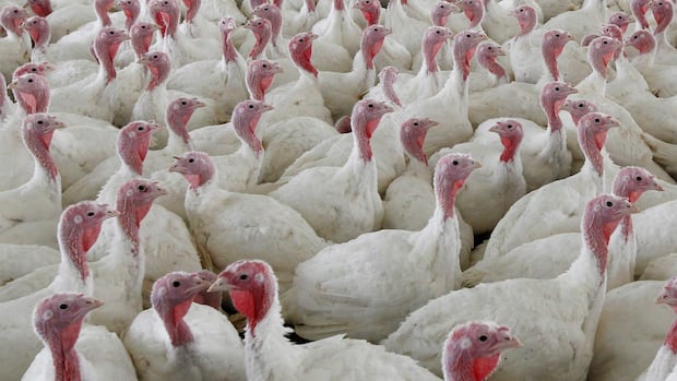 4 poultry farms in southwestern Ontario hit with avian flu resulting in 63k birds culled so far