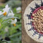 A Wild Potato’s 10,000-Year Journey Through the Southwest