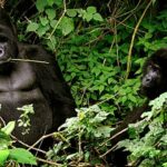 Rare gorilla twins born in conflict-hit Virunga National Park in DR Congo