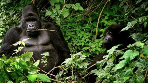 Rare gorilla twins born in conflict-hit Virunga National Park in DR Congo