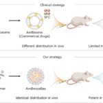 Effective combinatorial antifungal therapy using a host defense peptide mimic that self-assembles into delivery micelles