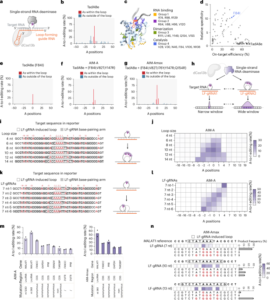 Single-strand deaminase-assisted editing for functional RNA manipulation