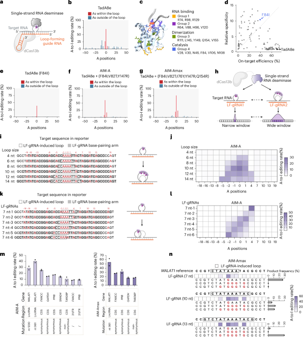 Single-strand deaminase-assisted editing for functional RNA manipulation