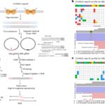 Sensitive and unbiased genome-wide profiling of base-editor-induced off-target activity using CHANGE-seq-BE