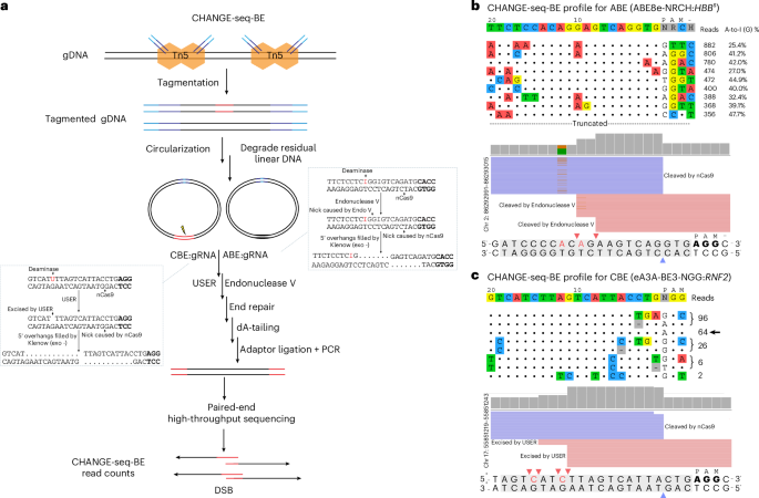 Sensitive and unbiased genome-wide profiling of base-editor-induced off-target activity using CHANGE-seq-BE