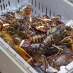 N.S. lobster exports outside China are picking up as tariffs soften demand