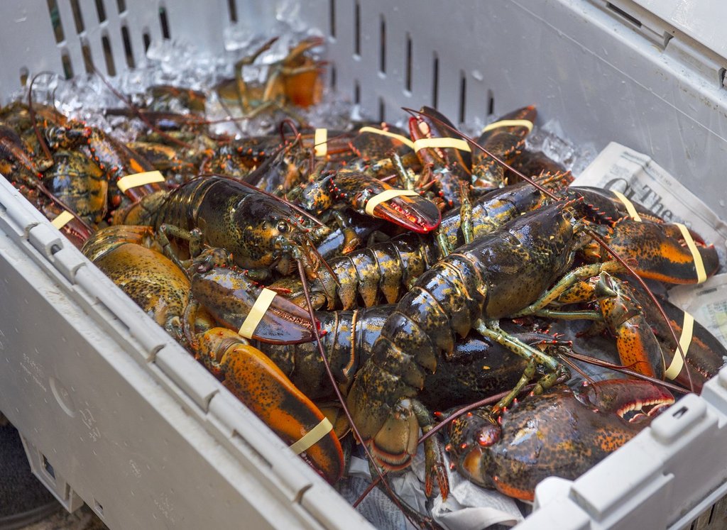 N.S. lobster exports outside China are picking up as tariffs soften demand