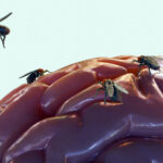 Brain Rot in Medical Education