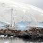 Bird flu ravaging Antarctic wildlife, scientist warns