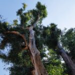 Americans planted entire forests of exploding Australian trees