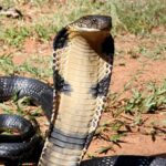 Snakes on a train: King cobras are hitching rides in India