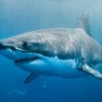 10 New Shark Secrets That Recently Dropped