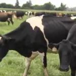 KZN farmers bear the brunt of livestock disease