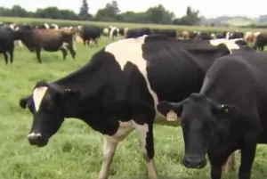 KZN farmers bear the brunt of livestock disease