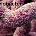 Scientists get grant to study Campylobacter
