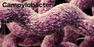 Scientists get grant to study Campylobacter
